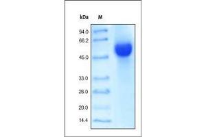 Human HVEM, Fc Tag on SDS-PAGE under reducing (R) condition. (HVEM Protein (AA 39-202) (Fc Tag))