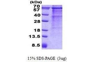 Figure annotation denotes ug of protein loaded and % gel used. (MAVS Protein)