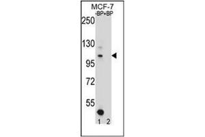 Western blot analysis of HIPK1 Antibody (C-term) Cat. (HIPK1 antibody  (C-Term))