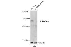 Western blot analysis of extracts from normal (control) and N-Cadherin knockout (KO) HeLa cells, using N-Cadherin antibody (ABIN1684127, ABIN1514384, ABIN5663657 and ABIN6213846) at 1:500 dilution. (N-Cadherin antibody  (AA 450-550))