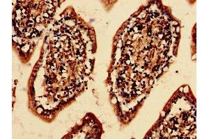 Immunohistochemistry analysis of human small intestine tissue using ABIN7152221 at dilution of 1:100 (EIF6 antibody  (AA 1-245))