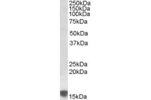 Western Blotting (WB) image for anti-Sulfiredoxin 1 (SRX1) (Internal Region) antibody (ABIN2464188)