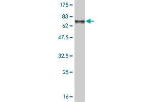 Western Blot detection against Immunogen (75. (TUBA4A antibody  (AA 1-448))