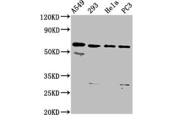 DDX28 anticorps  (AA 71-206)