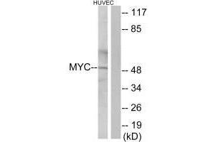 Western blot analysis of extracts from HUVEC cells, using Myc antibody. (c-MYC antibody  (C-Term))