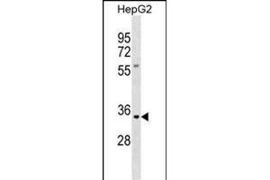 KLK9 Antibody (N-term) (ABIN390306 and ABIN2840746) western blot analysis in HepG2 cell line lysates (35 μg/lane). (Kallikrein 9 antibody  (N-Term))