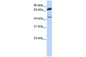 WB Suggested Anti-NKRF Antibody Titration:  0. (NKRF antibody  (Middle Region))