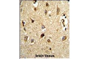 Formalin-fixed and paraffin-embedded human brain tissue reacted with VCP Antibody (C-term), which was peroxidase-conjugated to the secondary antibody, followed by DAB staining. (VCP antibody  (C-Term))