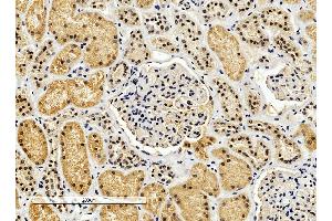ABIN334390 (4µg/ml) staining of paraffin embedded Human Kidney.