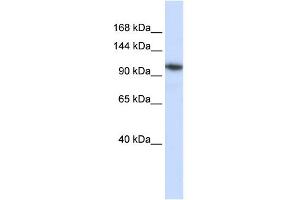 WB Suggested Anti-B4GALNT3 Antibody Titration:  0. (B4GALNT3 antibody  (N-Term))