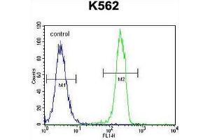 CT45A1 Antibody (N-term) flow cytometric analysis of K562 cells (right histogram) compared to a negative control cell (left histogram). (CT45A2 antibody  (N-Term))