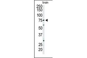 Western blot analysis of CD73 Pab (ABIN388750 and ABIN2839011) in mouse brain tissue lysate.