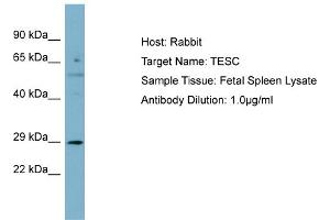 Host: Rabbit Target Name: TESC Sample Type: Fetal Spleen lysates Antibody Dilution: 1. (Tescalcin antibody  (N-Term))