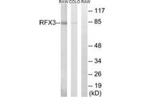 Western blot analysis of extracts from COLO/RAW264. (RFX3 antibody  (AA 641-690))