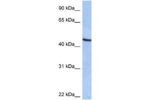 Western Blotting (WB) image for anti-Zinc Finger Protein 766 (ZNF766) antibody (ABIN2459402) (ZNF766 antibody)