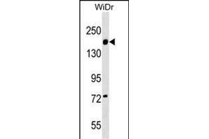 ITGA2 Antibody (C-term) (ABIN1536668 and ABIN2849419) western blot analysis in WiDr cell line lysates (35 μg/lane). (ITGA2 antibody  (C-Term))