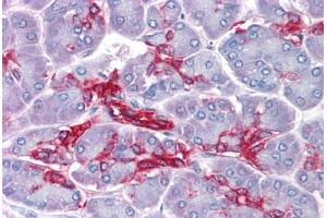 Human Pancreas: Formalin-Fixed, Paraffin-Embedded (FFPE) (Annexin IV antibody  (AA 1-322))