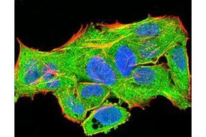 Immunofluorescence analysis of Hela cells using PLCG1 mouse mAb (green). (Phospholipase C gamma 1 antibody  (AA 1192-1291))