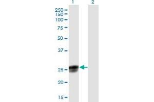 Western Blot analysis of NGRN expression in transfected 293T cell line by NGRN MaxPab polyclonal antibody. (NGRN antibody  (AA 1-219))