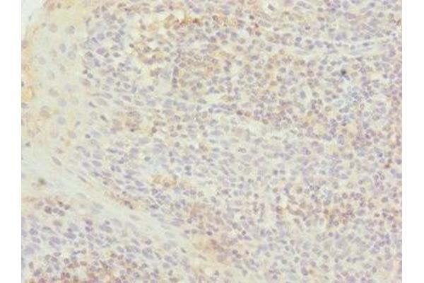 TXNL4B antibody  (AA 1-149)