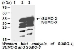 Western Blotting (WB) image for anti-Small Ubiquitin Related Modifier 2 (SUMO2) antibody (ABIN1449280) (SUMO2 antibody)