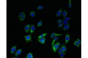 Immunofluorescent analysis of HepG2 cells using ABIN7151689 at dilution of 1:100 and Alexa Fluor 488-congugated AffiniPure Goat Anti-Rabbit IgG(H+L) (ERGIC1 antibody  (AA 48-254))