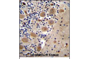AFG3L2 Antibody (N-term) (ABIN657143 and ABIN2846279) immunohistochemistry analysis in formalin fixed and paraffin embedded human cerebellum tissue followed by peroxidase conjugation of the secondary antibody and DAB staining. (AFG3L2 antibody  (N-Term))