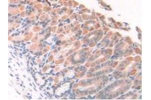 IHC-P analysis of Mouse Stomach Tissue, with DAB staining. (HPSE antibody  (AA 280-412))