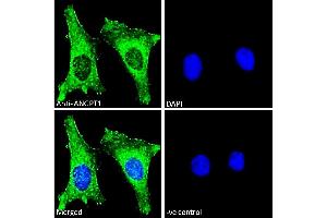 ABIN768552 Immunofluorescence analysis of paraformaldehyde fixed HeLa cells, permeabilized with 0. (Angiopoietin 1 antibody  (Internal Region))