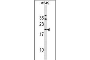 Western blot analysis in A549 cell line lysates (35ug/lane). (GRPEL2 antibody  (N-Term))