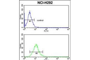 Flow cytometric analysis of NCI-H292 cells (bottom histogram) compared to a negative control cell (top histogram). (CD166 antibody  (N-Term))