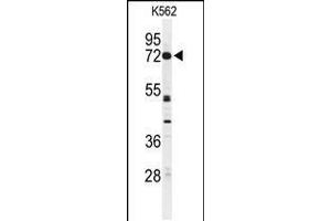 Western blot analysis of CNGA2 Antibody in K562 cell line lysates (35ug/lane)