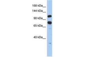 Image no. 1 for anti-Zinc Finger RNA Binding Protein (ZFR) (C-Term) antibody (ABIN6742482)