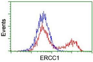 Flow Cytometry (FACS) image for anti-Excision Repair Cross Complementing Polypeptide-1 (ERCC1) antibody (ABIN1498067) (ERCC1 antibody)