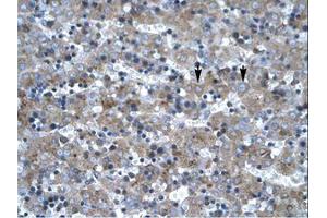 Image no. 1 for anti-LIM Homeobox 6 (LHX6) (AA 287-336) antibody (ABIN203082) (LHX6 antibody  (AA 287-336))