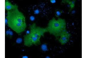 Immunofluorescence (IF) image for anti-NIMA (Never In Mitosis Gene A)-Related Kinase 11 (NEK11) antibody (ABIN1499683) (NEK11 antibody)