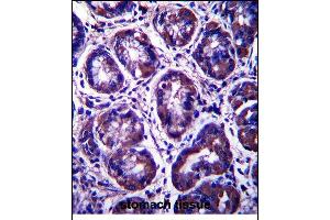 RIBC2 Antibody (N-term) (ABIN657503 and ABIN2846528) immunohistochemistry analysis in formalin fixed and paraffin embedded human stomach tissue followed by peroxidase conjugation of the secondary antibody and DAB staining. (RIBC2 antibody  (N-Term))
