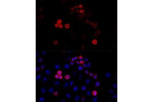 Immunofluorescence analysis of HeLa cells using Filamin A antibody (ABIN7267206) at dilution of 1:100 (40x lens). (Filamin A antibody  (C-Term))
