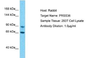 Host: Rabbit Target Name: PRSS36 Sample Type: 293T Whole Cell lysates Antibody Dilution: 1. (PRSS36 antibody  (N-Term))