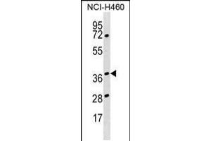 Western blot analysis in NCI-H460 cell line lysates (35ug/lane). (HNRNPH3 antibody  (AA 90-117))