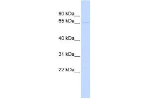 WB Suggested Anti-KCNV2 Antibody Titration:  0. (KCNV2 antibody  (N-Term))