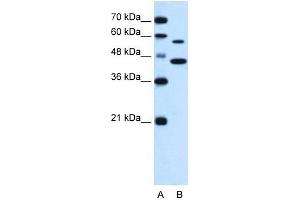 SLC39A5 antibody used at 0. (SLC39A5 antibody)