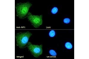 (ABIN5539883) Immunofluorescence analysis of paraformaldehyde fixed HEK293 cells, permeabilized with 0. (RIF1 antibody  (C-Term))