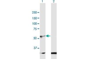 Western Blot analysis of BMP10 expression in transfected 293T cell line by BMP10 MaxPab polyclonal antibody. (BMP10 antibody  (AA 1-424))