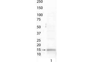 Western Blot of Histone H3 [ac Lys9/phospho Ser10] (RABBIT) Antibody.