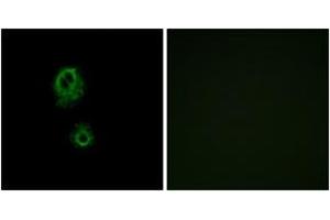 Immunofluorescence analysis of A549 cells, using MRGRG Antibody. (Mrgprg antibody  (AA 231-280))