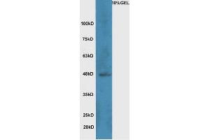 Lane 1:A549 cell lysates probed with Rabbit Anti-Wnt8b Polyclonal Antibody, Unconjugated  at 1:5000 for 90 min at 37˚C. (WNT8B antibody  (AA 131-230))