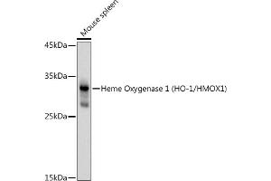 Western blot analysis of extracts of Mouse spleen, using Heme Oxygenase 1 (HO-1/HMOX1) antibody (ABIN6131781, ABIN6141881, ABIN6141883 and ABIN6215065) at 1:1000 dilution. (HMOX1 antibody  (AA 1-288))