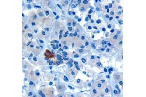 ABIN185152 (10µg/ml) staining of paraffin embedded Human Pancreas. (PARD6A antibody  (C-Term))