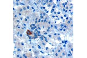 ABIN185152 (10µg/ml) staining of paraffin embedded Human Pancreas. (PARD6A antibody  (C-Term))